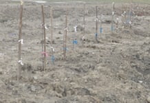В селе Гайдар высаживаются новые саженцы, наполняя улицы зеленью и уютом !!!